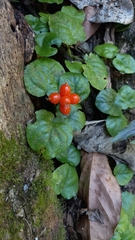 Geophila