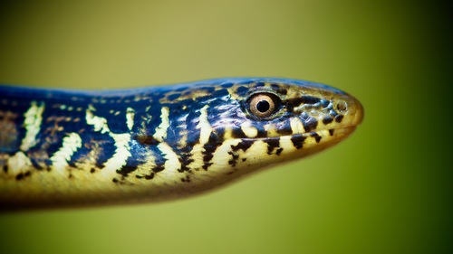 Eastern Glass Lizard