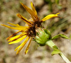 Pentanema salicinum