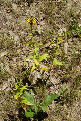 Pentanema salicinum