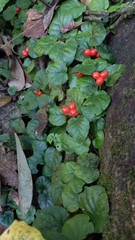 Geophila