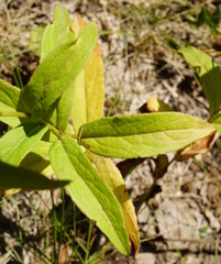 Pentanema salicinum