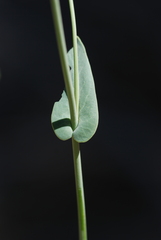 Streptanthus bernardinus