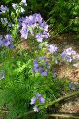 Polemonium