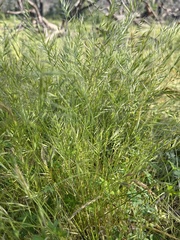 Festuca bromoides