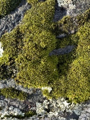 Polycauliona candelaria