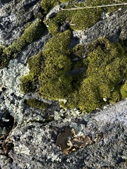 Polycauliona candelaria