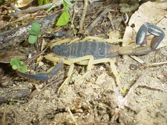 Centruroides fulvipes