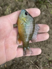 Lepomis aquilensis