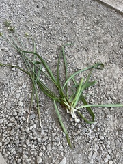 Nothoscordum