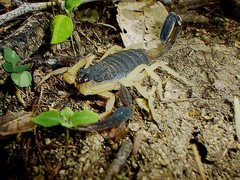 Centruroides fulvipes