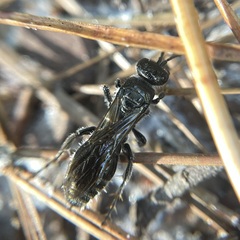 Tiphiinae