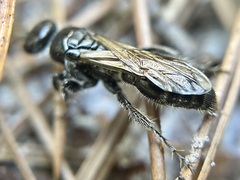 Tiphiinae
