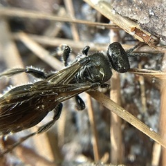 Tiphiinae