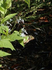 Graphium macleayanus