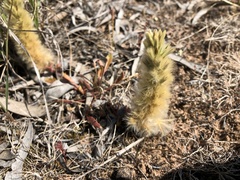 Ptilotus spathulatus