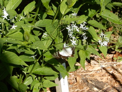Graphium macleayanus
