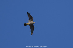 Falco peregrinus macropus