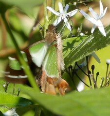 Graphium macleayanus