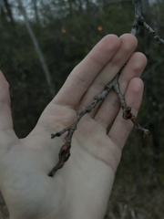 Zanthoxylum americanum