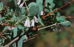 Symphoricarpos rotundifolius parishii