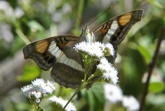 Doxocopa laure laure
