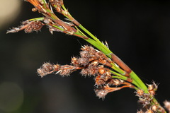 Baloskion tetraphyllum