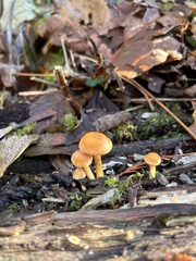 Gymnopilus penetrans