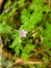 Geranium purpureum