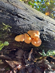 Gymnopilus penetrans