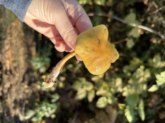 Gymnopilus penetrans