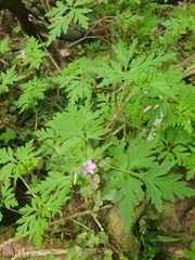 Geranium purpureum
