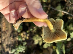Gymnopilus penetrans