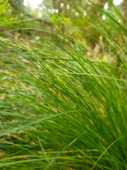 Carex secta