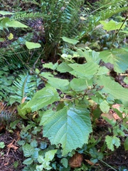 Corylus avellana