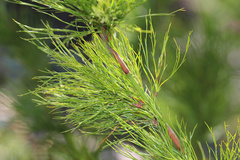 Baloskion tetraphyllum