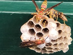 Polistes exclamans