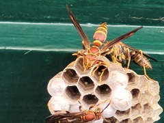 Polistes exclamans