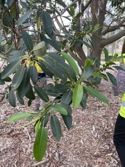 Ficus rubiginosa