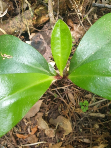 Corynocarpus laevigatus
