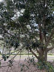 Ficus rubiginosa