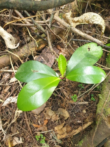 Corynocarpus laevigatus