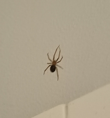Steatoda nobilis