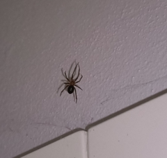Steatoda nobilis