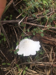 Leucocoprinus