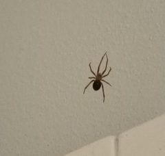 Steatoda nobilis