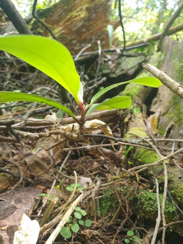 Corynocarpus laevigatus
