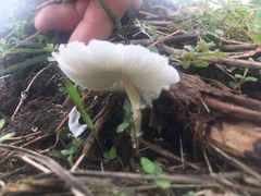 Leucocoprinus