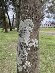 Caliciaceae