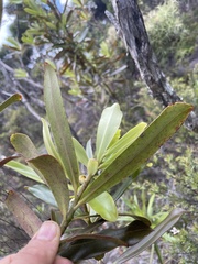 Myrsine salicina